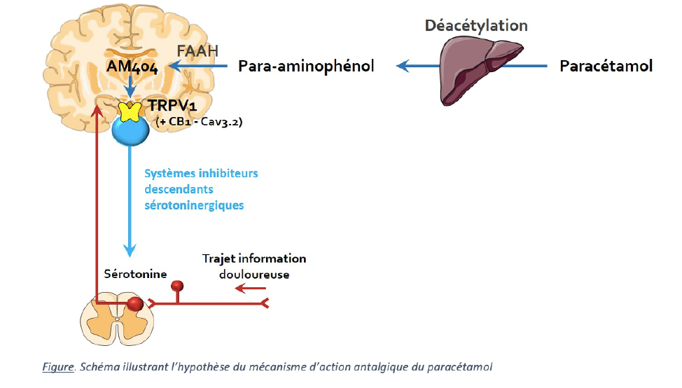 Le point sur le paracétamol OFMA